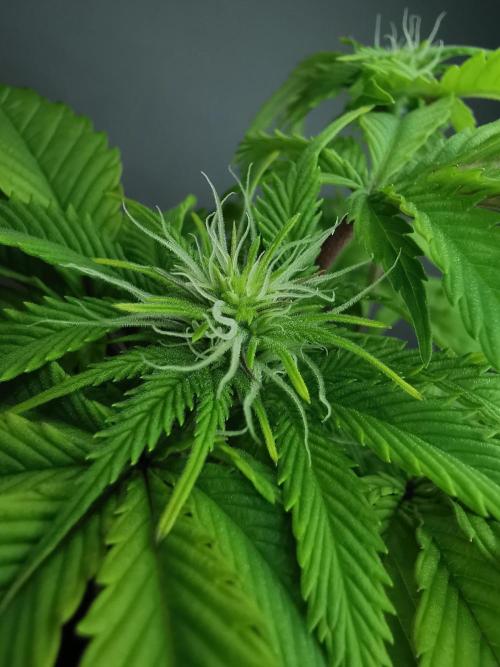 Moon Rock auto / 90x60x140 / FC-E4800. Week 5