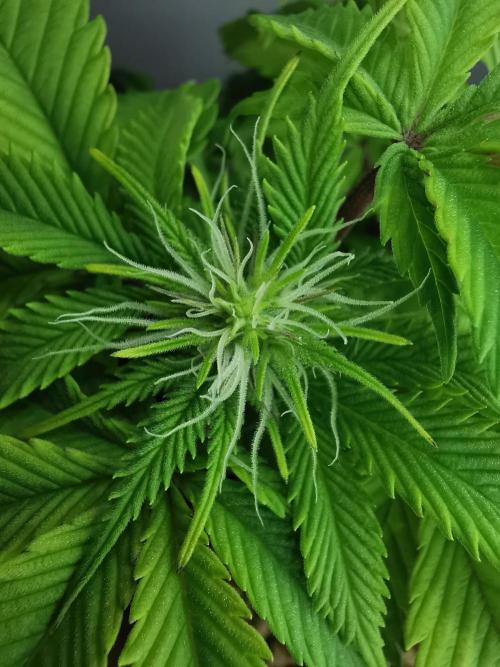 Moon Rock auto / 90x60x140 / FC-E4800. Week 5