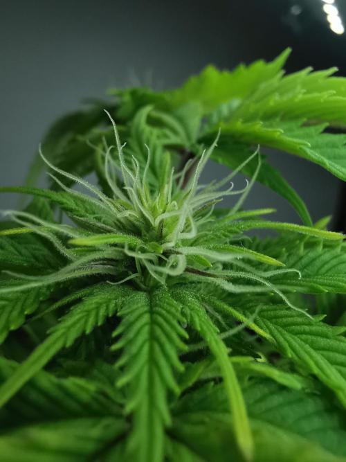 Moon Rock auto / 90x60x140 / FC-E4800. Week 5