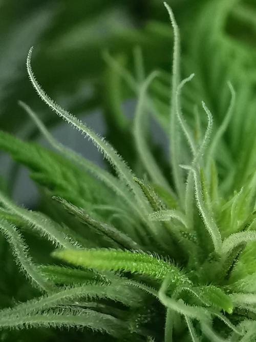 Moon Rock auto / 90x60x140 / FC-E4800. Week 5