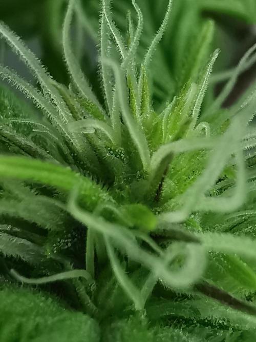 Moon Rock auto / 90x60x140 / FC-E4800. Week 5