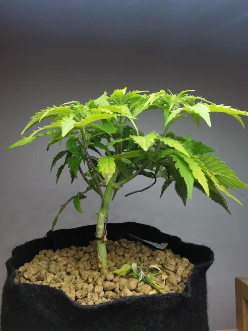 Northern Light auto/ FC-E4800/ 90x60x140. Week 5