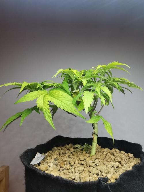 Northern Light auto/ FC-E4800/ 90x60x140. Week 5