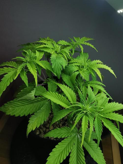 Northern Light auto/ FC-E4800/ 90x60x140. Week 5