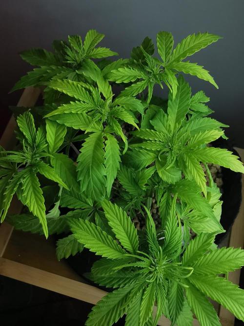 Northern Light auto/ FC-E4800/ 90x60x140. Week 5