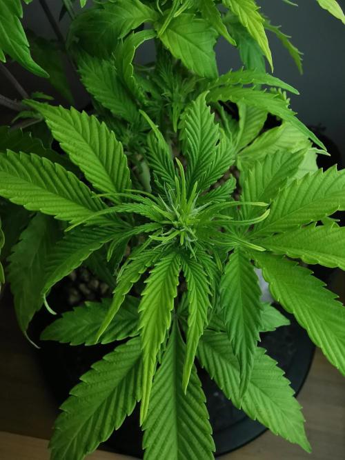 Northern Light auto/ FC-E4800/ 90x60x140. Week 5