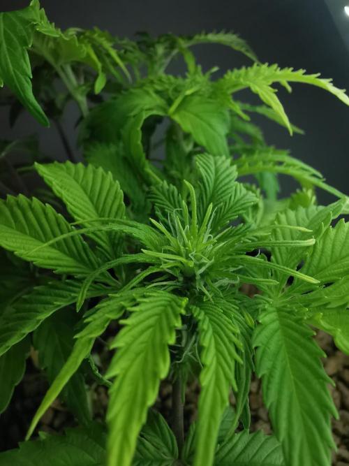 Northern Light auto/ FC-E4800/ 90x60x140. Week 5