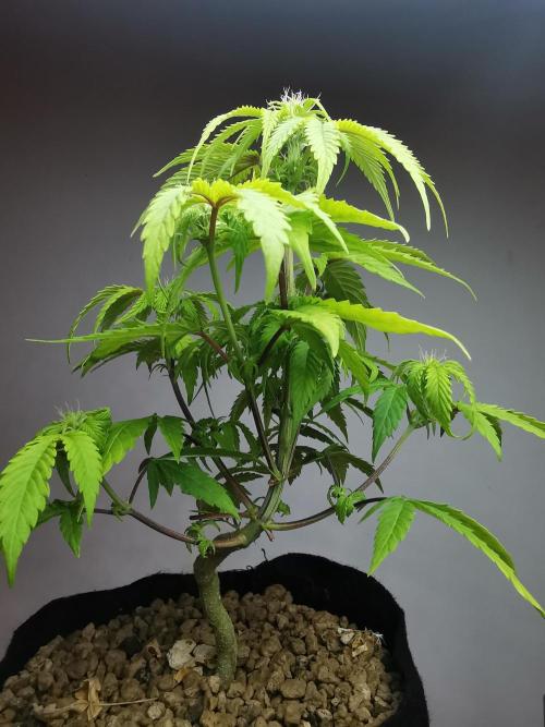 Fractal auto / FC-E4800 / 90x60x140. Week 5