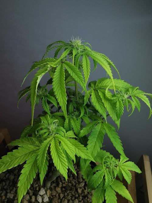 Fractal auto / FC-E4800 / 90x60x140. Week 5