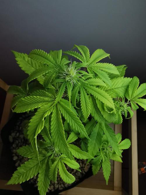Fractal auto / FC-E4800 / 90x60x140. Week 5