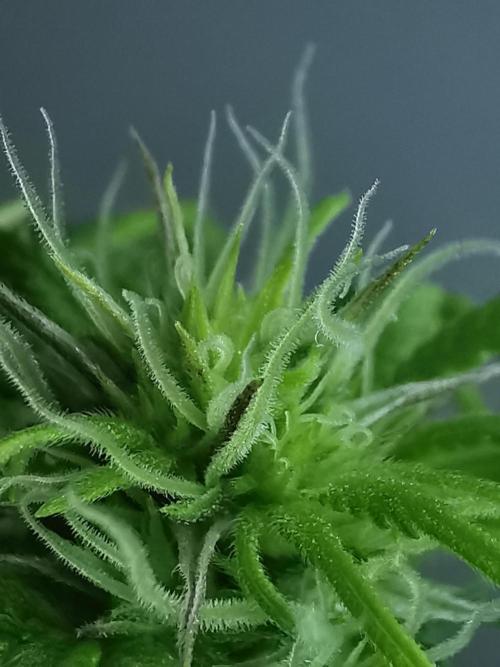 Fractal auto / FC-E4800 / 90x60x140. Week 5