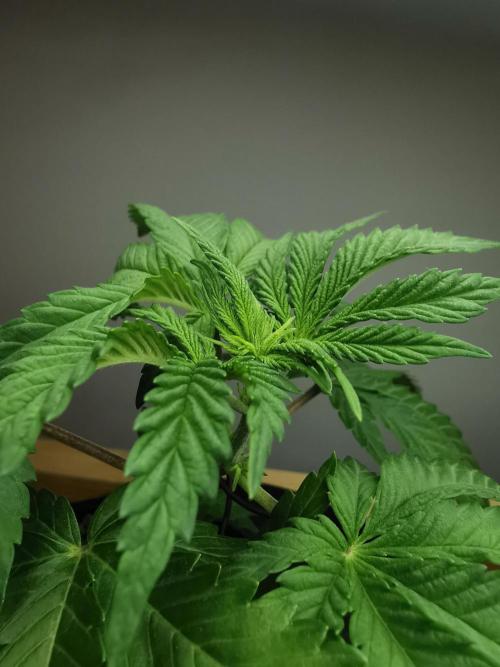 Tropical Spritzer 1 /FC-E4800 /90x60x140. Week 3
