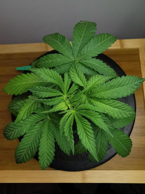 Tropical Spritzer 1 /FC-E4800 /90x60x140. Week 3