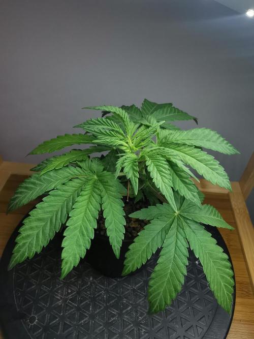 Tropical Spritzer 1 /FC-E4800 /90x60x140. Week 3