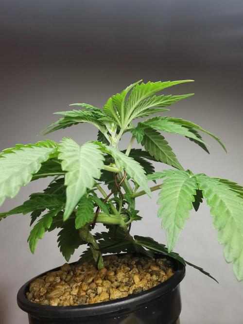 Tropical Spritzer 1 /FC-E4800 /90x60x140. Week 3