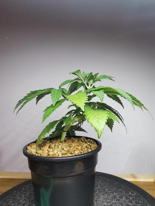 Tropical Spritzer 1 /FC-E4800 /90x60x140. Week 3