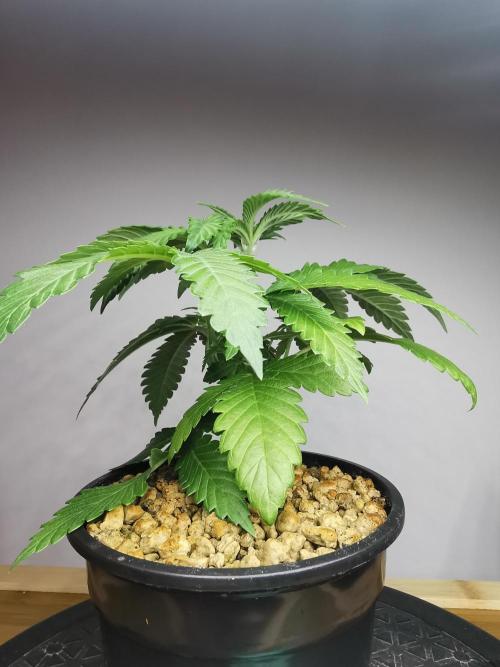 Tropical Spritzer 1 /FC-E4800 /90x60x140. Week 3