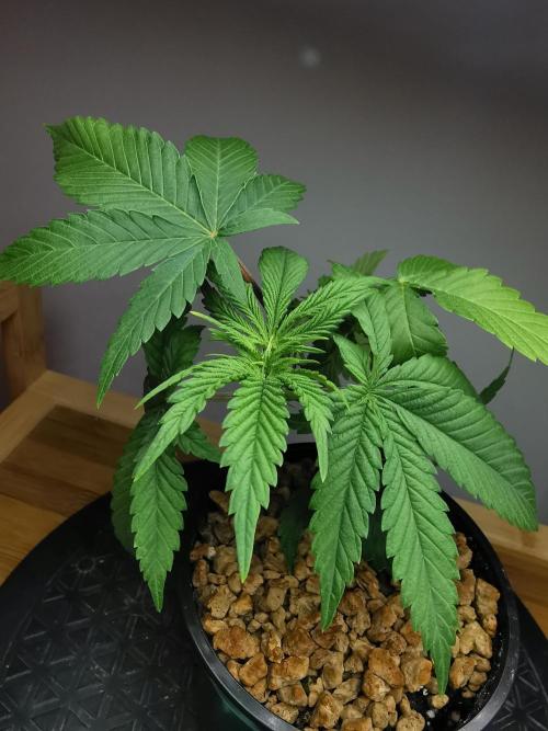 Frappe Late Z  1 / FC-E4800 / 90x60x140. Week 3