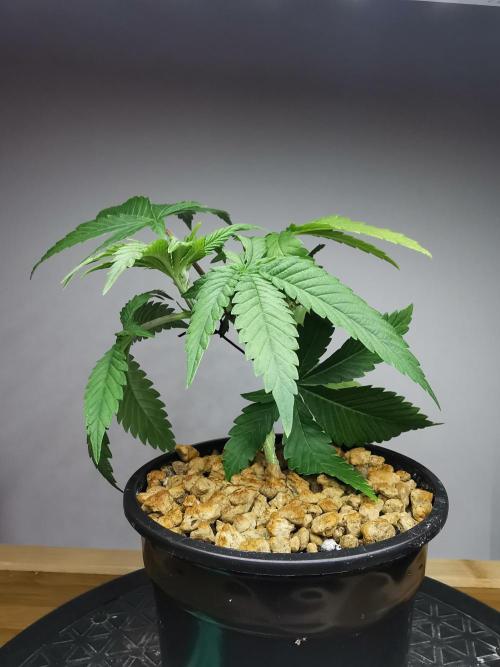 Frappe Late Z  1 / FC-E4800 / 90x60x140. Week 3
