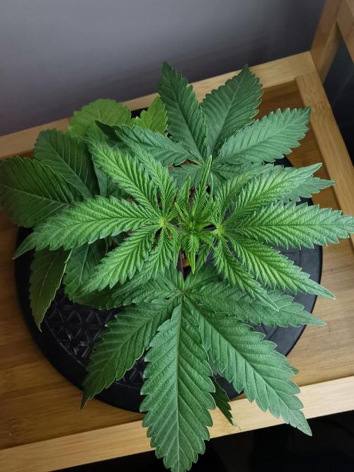 Frappe Late Z  2 / FC-E4800 / 90x60x140. Week 3