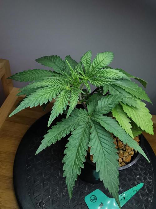 Frappe Late Z  2 / FC-E4800 / 90x60x140. Week 3