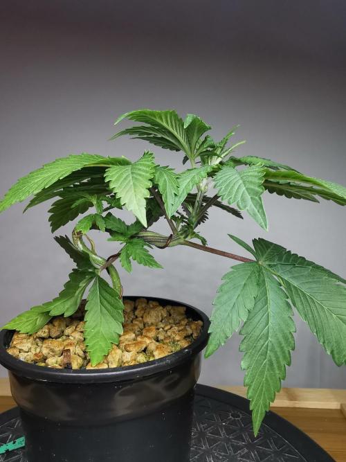 Frappe Late Z  2 / FC-E4800 / 90x60x140. Week 3