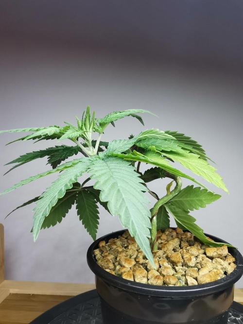 Frappe Late Z  2 / FC-E4800 / 90x60x140. Week 3