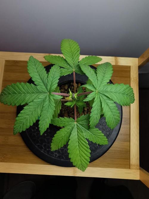 Frappe Late Z  3 / FC-E4800 /90x60x140. Week 3