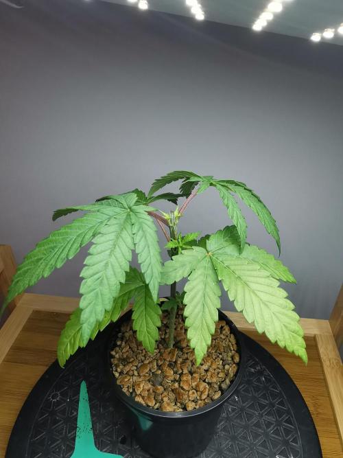 Frappe Late Z  3 / FC-E4800 /90x60x140. Week 3