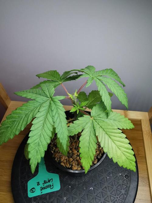 Frappe Late Z  3 / FC-E4800 /90x60x140. Week 3