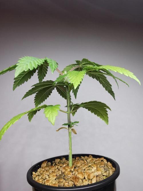 Frappe Late Z  3 / FC-E4800 /90x60x140. Week 3