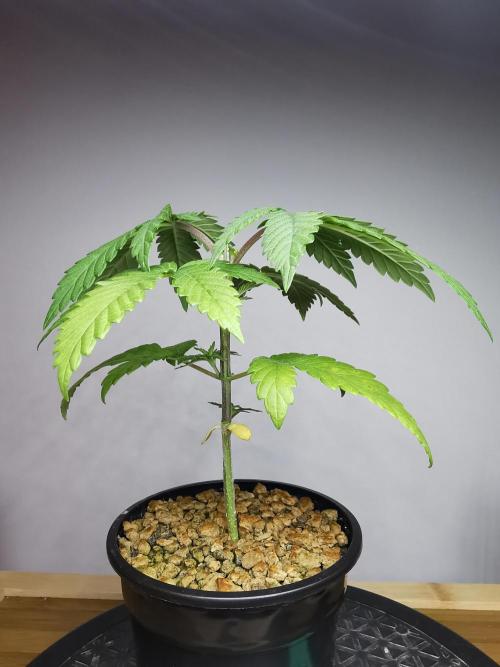 Frappe Late Z  3 / FC-E4800 /90x60x140. Week 3