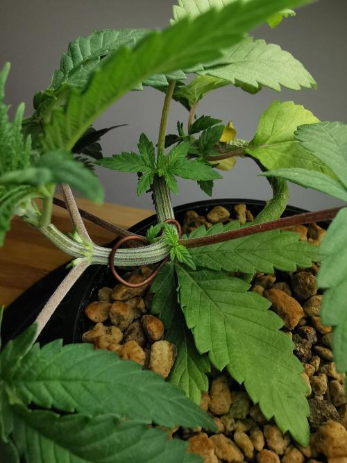 Frappe Late Z  4 / FC-E4800 / 90x60x140. Week 3