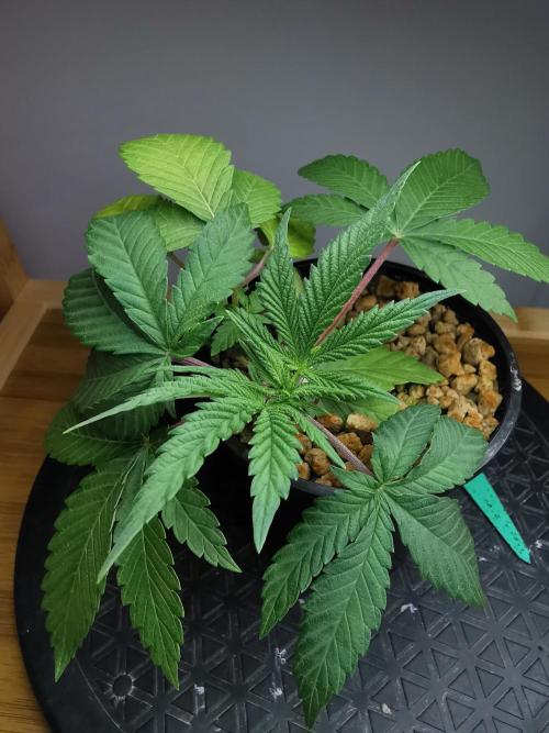 Frappe Late Z  4 / FC-E4800 / 90x60x140. Week 3