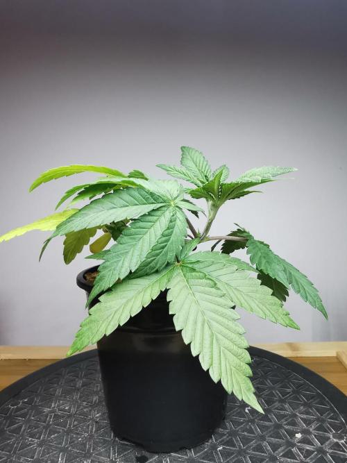 Frappe Late Z  4 / FC-E4800 / 90x60x140. Week 3