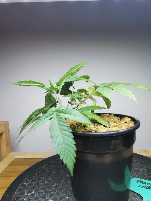 Frappe Late Z  4 / FC-E4800 / 90x60x140. Week 3