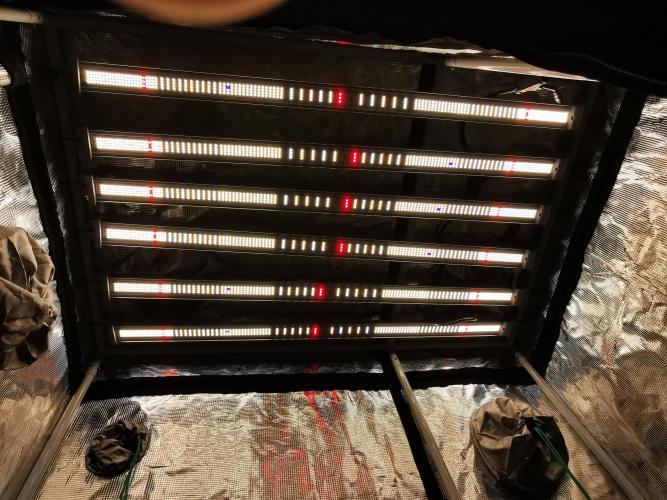 Creamy Beast turbo / FC-E4800 /90x60x140. Week 4