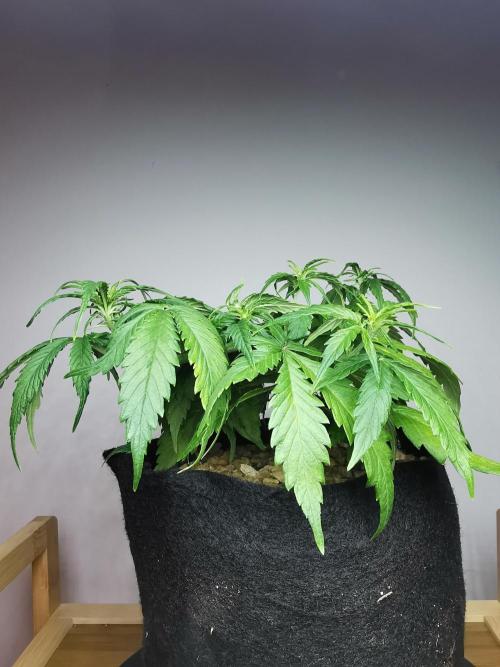 Apple Betty auto / FC-E4800 / 90x60x140. Week 6