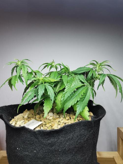 Apple Betty auto / FC-E4800 / 90x60x140. Week 6