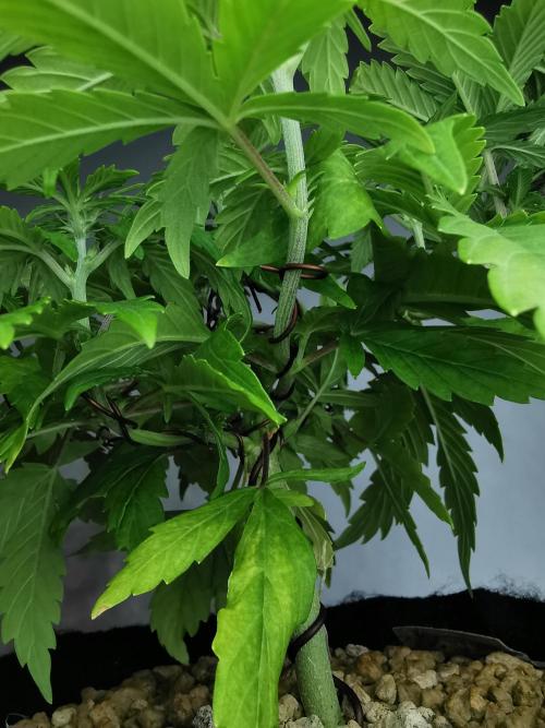 Big Demon auto / FC-E4800 / 90x60x140. Week 6