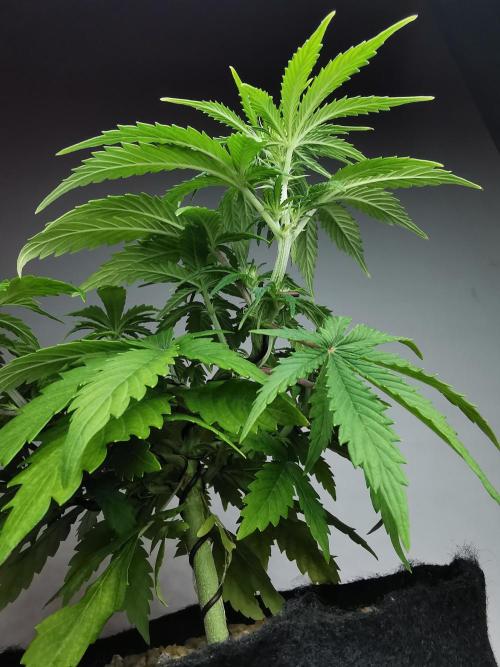 Big Demon auto / FC-E4800 / 90x60x140. Week 6