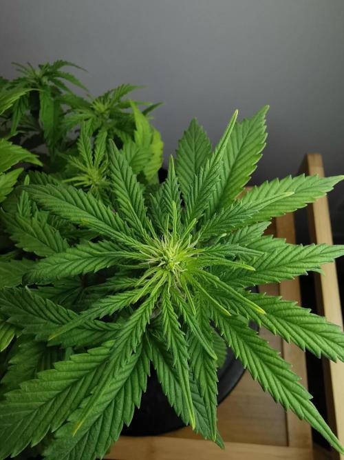 Big Demon auto / FC-E4800 / 90x60x140. Week 6