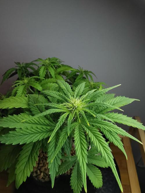 Big Demon auto / FC-E4800 / 90x60x140. Week 6