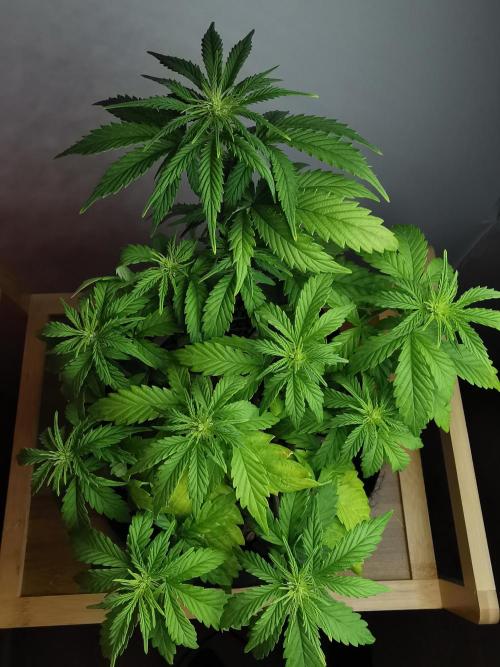 Big Demon auto / FC-E4800 / 90x60x140. Week 6