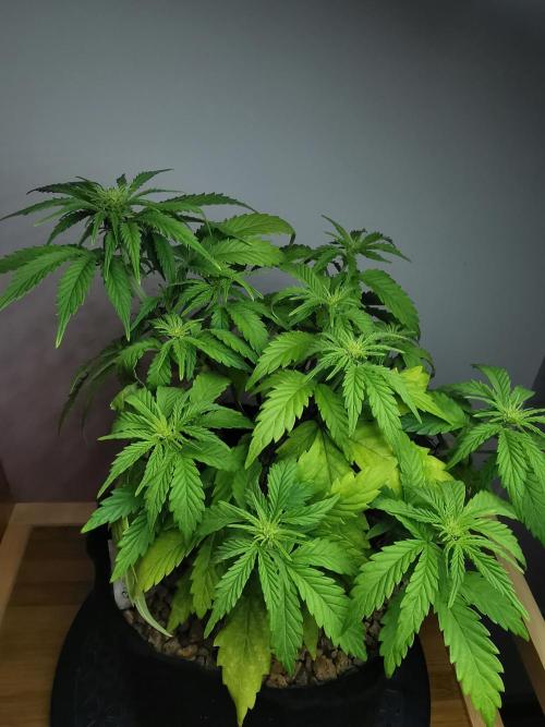 Big Demon auto / FC-E4800 / 90x60x140. Week 6