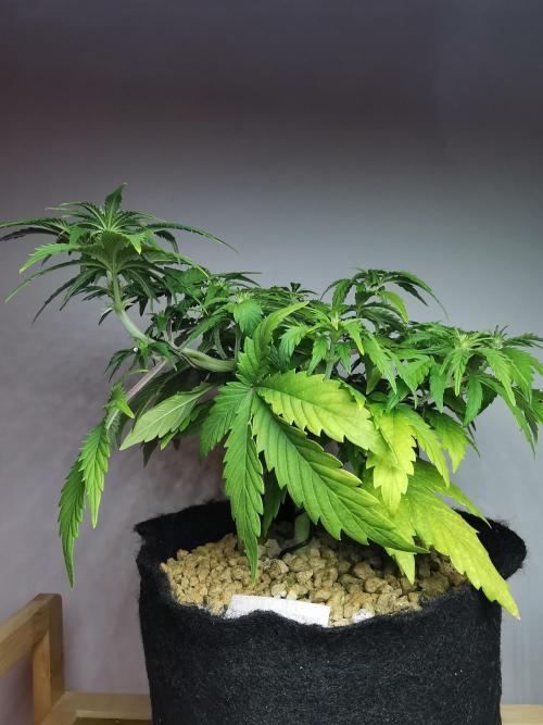 Big Demon auto / FC-E4800 / 90x60x140. Week 6