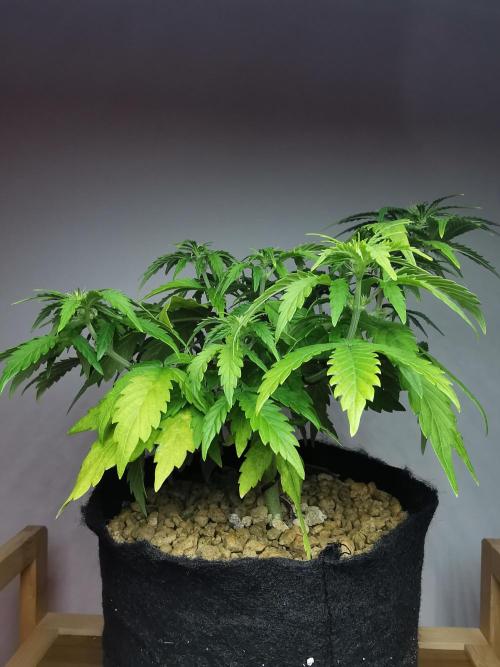 Big Demon auto / FC-E4800 / 90x60x140. Week 6
