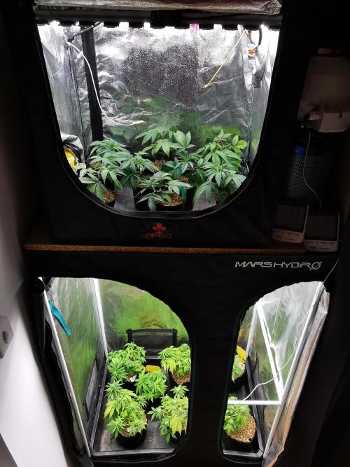 Big Demon auto / FC-E4800 / 90x60x140. Week 6