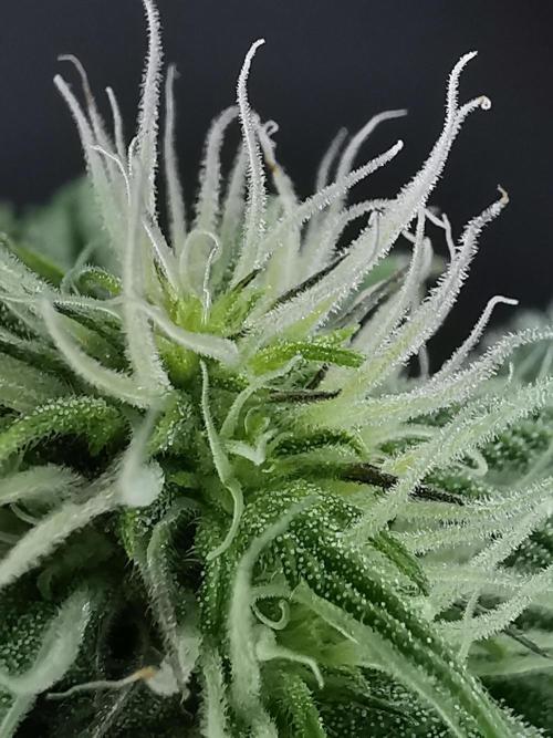 Pablo Escobar auto / FC-E4800 /90x60x140. Week 6