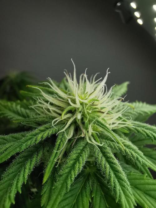 Pablo Escobar auto / FC-E4800 /90x60x140. Week 6